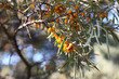 sea-buckthorn berries