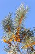 sea-buckthorn berries