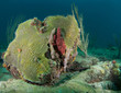 Giant Star Coral(Montastrea cavernosa) Mound