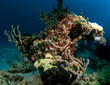 Oddly shaped coral outcropping