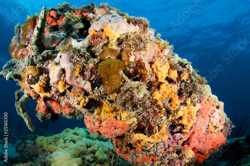 Photo: Colorful Coral Outcrop picture taken in south east Florida Colorful Coral Outcrop picture taken in south east Florida
