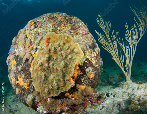 Photo: Coral encrusting on construction debris left in the ocean Coral encrusting on construction debris left in the ocean