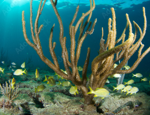 Photo: Sea Rod on a reef in Broward County, Florida Sea Rod on a reef in Broward County, Florida