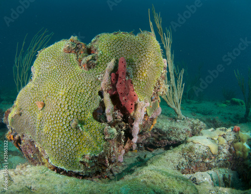 Photo: Giant Star Coral(Montastrea cavernosa) Mound Giant Star Coral(Montastrea cavernosa) Mound