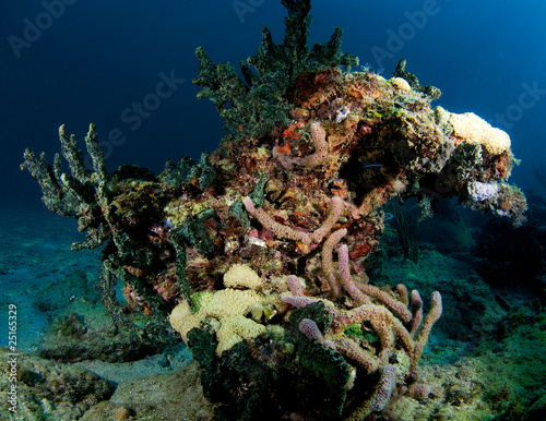 Photo: Oddly shaped coral outcropping Oddly shaped coral outcropping