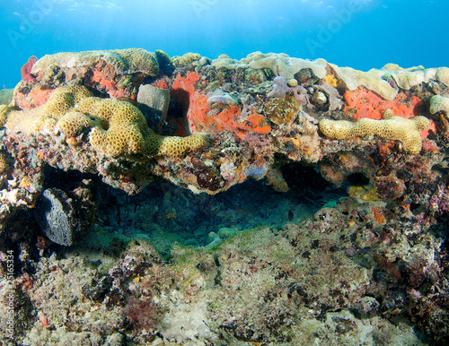 Photo: Coral Ledge Compostion, picture taken in south Florida Coral Ledge Compostion, picture taken in south Florida