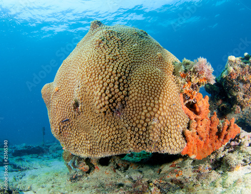 Photo: Giant Star Coral(Montastrea cavernosa) Mound Giant Star Coral(Montastrea cavernosa) Mound
