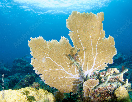 Photo: Sea Fan on a coral ledge in Broward County, Florida Sea Fan on a coral ledge in Broward County, Florida