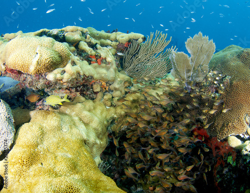 Photo: Fish Aggregation, picture taken in Broward County Florida Fish Aggregation, picture taken in Broward County Florida