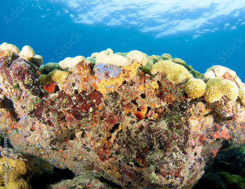 Photo: Coral Ledge Compostion, picture taken in south Florida Coral Ledge Compostion, picture taken in south Florida