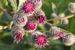 Burdock