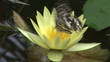 Video: black and white butterfly on a flower black and white butterfly on a flower