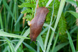 Brown Slug Brown Slug