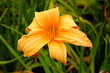 Orangefarbene Lilie