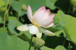 lotus nelumbo nucifera