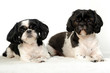 Chien