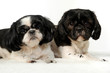 Chien