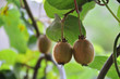 Growing kiwi