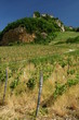 Vignes dans le Jura