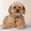 caniche