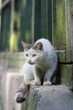 White cat with yellow eyes on the hunt White cat with yellow eyes on the hunt