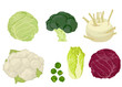 Cabbages