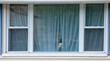 Photo: Protective Watch Dog Looking Through His Window Protective Watch Dog Looking Through His Window