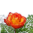 Fire-Tipped Yellow Rose Isolated on White Background.