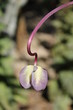 Une fleur la tête en bas