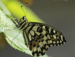 Mariposa en Paris