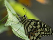 Mariposa en Paris