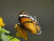 Mariposa en Paris