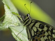 Mariposa en Paris