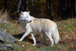 Arctic Wolf