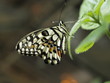 Mariposa en Paris
