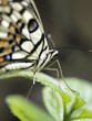 Mariposa en Paris