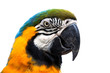 beautiful parrot