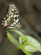 Mariposa en Paris