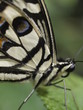 Mariposa en Paris