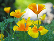 Goldmohn