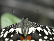 Mariposa en Paris