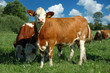 Landscape with group young cow Landscape with group young cow