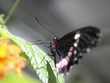 Mariposa en Paris