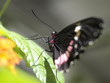Mariposa en Paris