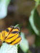 Mariposa en Paris