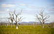 Dead Trees