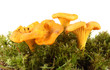 mushrooms mushrooms