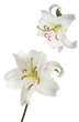 lily Casablanca