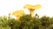 mushrooms mushrooms