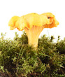 mushroom mushroom